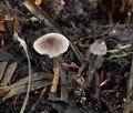 Cortinarius_bibulus_bo7159