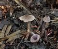 Cortinarius_bibulus_bo7163