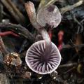 Cortinarius_bibulus_bo7167