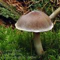 Cortinarius_biformis_am0380