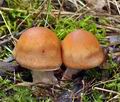 Cortinarius_bivelus_bo9081