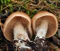 Cortinarius_bivelus_bo9094