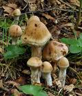 Cortinarius_bivelus_bv2785