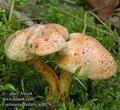 Cortinarius_bolaris_ac8074