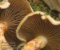 Cortinarius_bolaris_ac8078