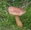 Cortinarius_bolaris_ac8121