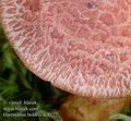 Cortinarius_bolaris_ac8127