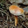 Cortinarius bolaris af6262