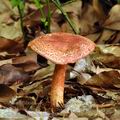 Cortinarius bolaris bh8968