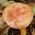 Cortinarius bolaris bh8972