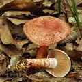 Cortinarius bolaris bh8974