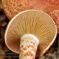 Cortinarius bolaris bh8982