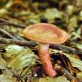 Cortinarius bolaris bh9126