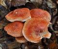 Cortinarius_bolaris_bv0465