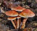 Cortinarius_bolaris_bv0476