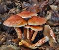 Cortinarius_bolaris_bv0477