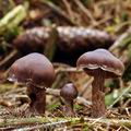 Cortinarius brunneus bi1034