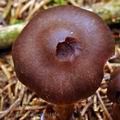 Cortinarius brunneus bi1036