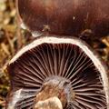 Cortinarius brunneus bi1038