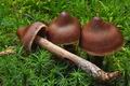 Cortinarius_brunneus_ce4655