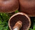 Cortinarius_brunneus_ce4659s