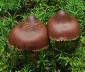 Cortinarius_brunneus_ce4667