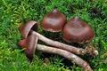 Cortinarius_brunneus_ce4672