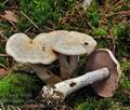 Cortinarius_camphoratus_bv1395