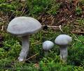 Cortinarius_camphoratus_bv1408