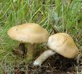 Cortinarius_caninus_aj0210