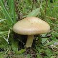 Cortinarius_caninus_aj0218