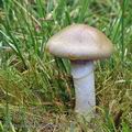 Cortinarius_caninus_be2738