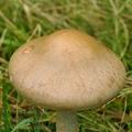 Cortinarius_caninus_be2742