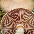 Cortinarius_caninus_be2746