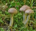 Cortinarius_caninus_cr5068