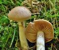 Cortinarius_caninus_cr5082