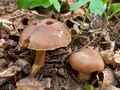 Cortinarius_castaneus_cd0066s