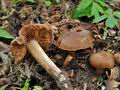 Cortinarius_castaneus_cd0080