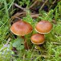 Cortinarius_cedriolens_aj0225