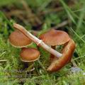 Cortinarius_cedriolens_aj0235