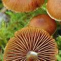 Cortinarius_cedriolens_aj0239