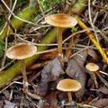 Cortinarius_cedriolens_am2260