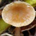 Cortinarius_cedriolens_am2263