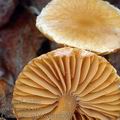 Cortinarius_cedriolens_am2269