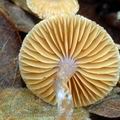 Cortinarius_cedriolens_am2270