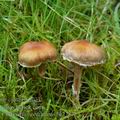 Cortinarius_cedriolens_be2753