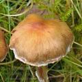 Cortinarius_cedriolens_be2755