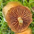 Cortinarius_cedriolens_be2759