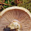 Cortinarius_cephalixus_bm7769