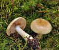 Cortinarius_cephalixus_bm7849